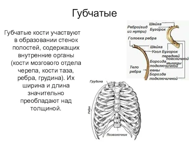 Губчатые Губчатые кости участвуют в образовании стенок полостей, содержащих внутренние органы (кости