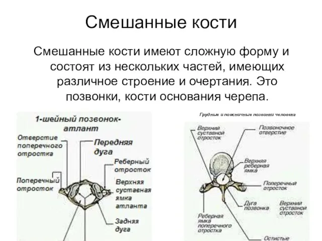 Смешанные кости Смешанные кости имеют сложную форму и состоят из нескольких частей,