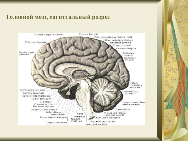 Головной мозг, сагиттальный разрез