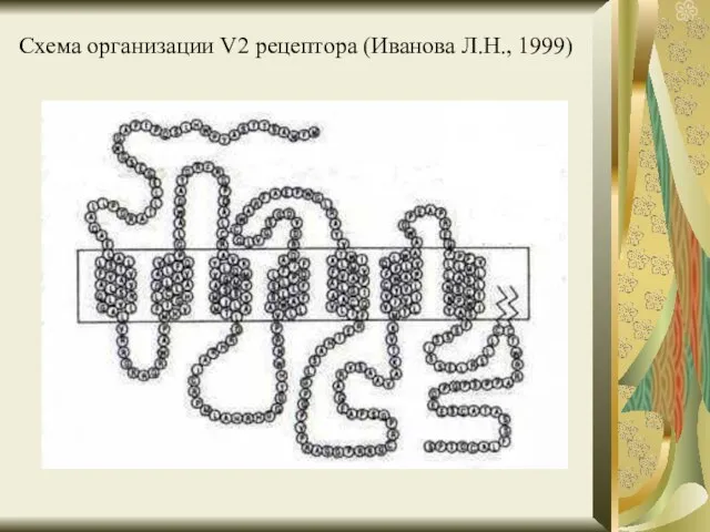 Схема организации V2 рецептора (Иванова Л.Н., 1999)