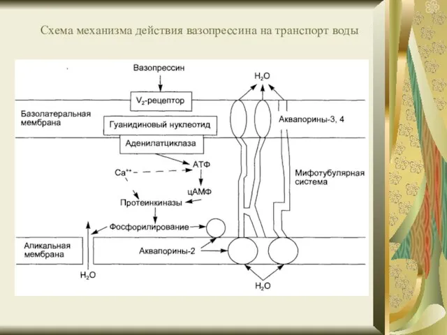 Схема механизма действия вазопрессина на транспорт воды