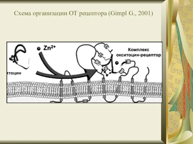 Схема организации ОТ рецептора (Gimpl G., 2001)