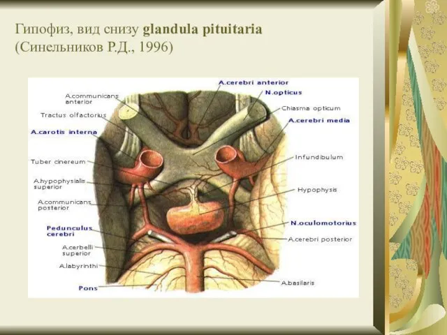 Гипофиз, вид снизу glandula pituitaria (Синельников Р.Д., 1996)