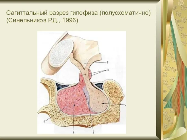 Сагиттальный разрез гипофиза (полусхематично) (Синельников Р.Д., 1996)