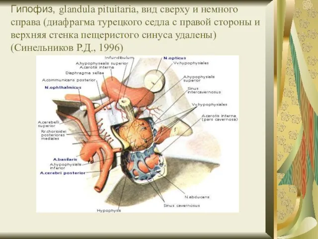 Гипофиз, glandula pituitaria, вид сверху и немного справа (диафрагма турецкого седла с