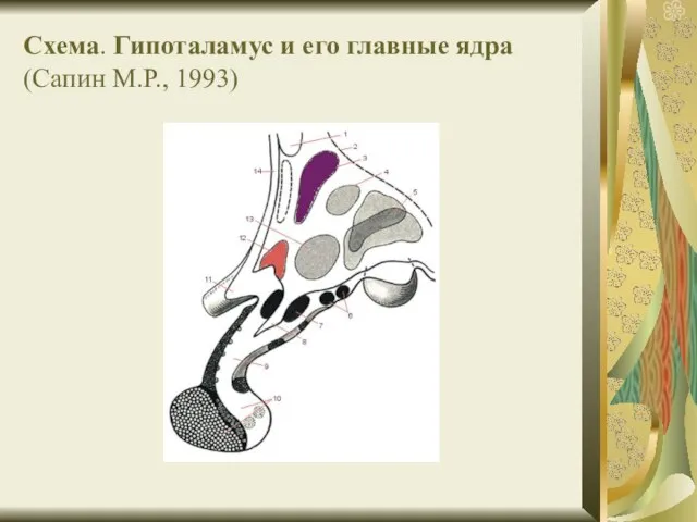 Схема. Гипоталамус и его главные ядра (Сапин М.Р., 1993)