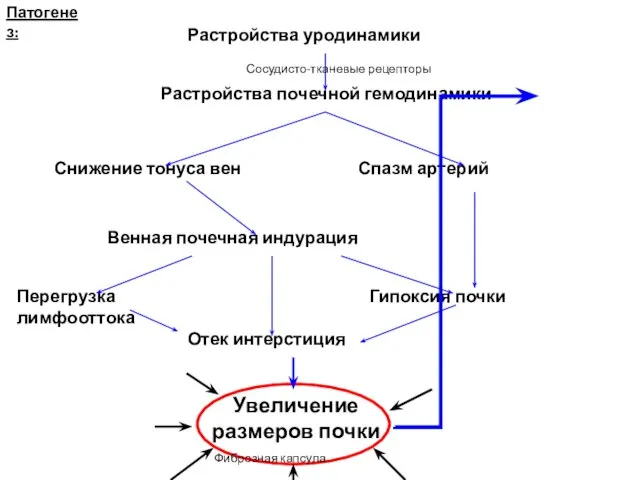 Патогенез: Растройства уродинамики Растройства почечной гемодинамики Снижение тонуса вен Спазм артерий Венная