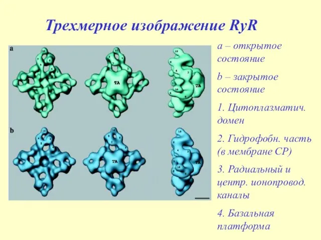 Трехмерное изображение RyR a – открытое состояние b – закрытое состояние 1.