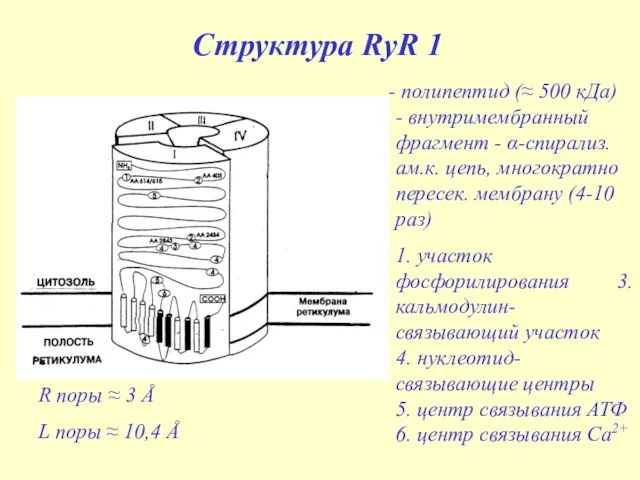 Структура RyR 1 полипептид (≈ 500 кДа) - внутримембранный фрагмент - α-спирализ.