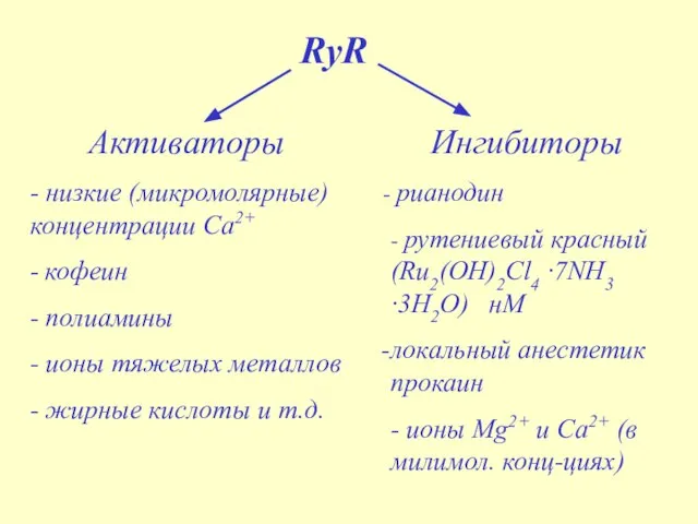 RyR Активаторы - низкие (микромолярные) концентрации Са2+ - кофеин - полиамины -