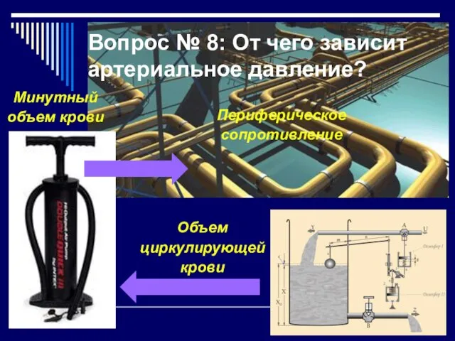 Вопрос № 8: От чего зависит артериальное давление? Минутный объем крови Периферическое сопротивление Объем циркулирующей крови