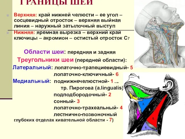 ГРАНИЦЫ ШЕИ Верхняя: край нижней челюсти – ее угол – сосцевидный отросток