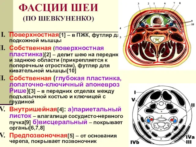 ФАСЦИИ ШЕИ (ПО ШЕВКУНЕНКО) Поверхностная[1] – в ПЖК, футляр для подкожной мышцы