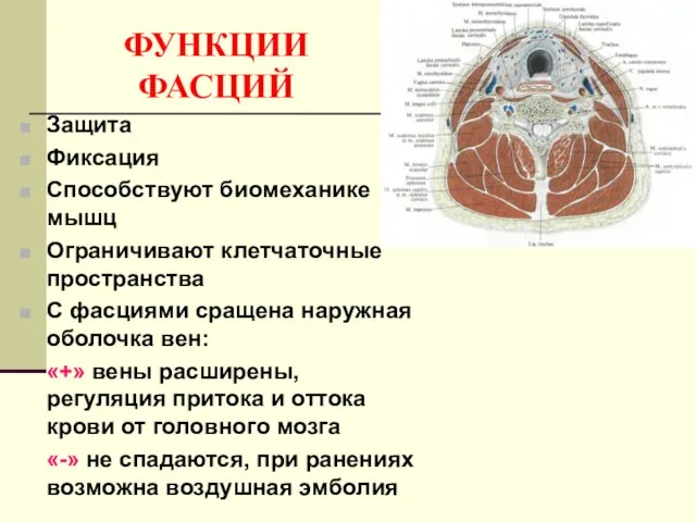 ФУНКЦИИ ФАСЦИЙ Защита Фиксация Способствуют биомеханике мышц Ограничивают клетчаточные пространства С фасциями