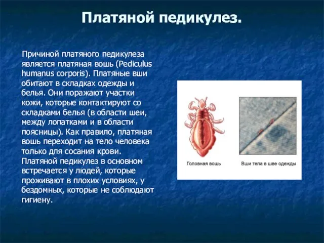 Платяной педикулез. Причиной платяного педикулеза является платяная вошь (Pediculus humanus corporis). Платяные