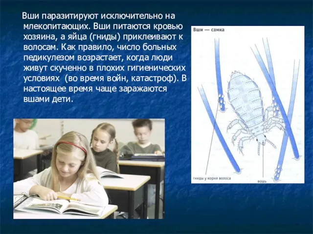 Вши паразитируют исключительно на млекопитающих. Вши питаются кровью хозяина, а яйца (гниды)