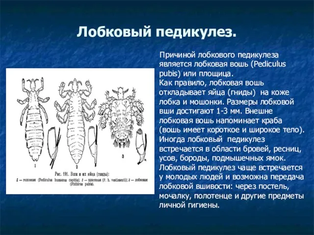 Лобковый педикулез. Причиной лобкового педикулеза является лобковая вошь (Pediculus pubis) или площица.