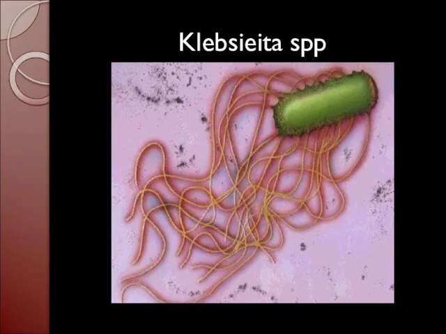 Klebsieita spp