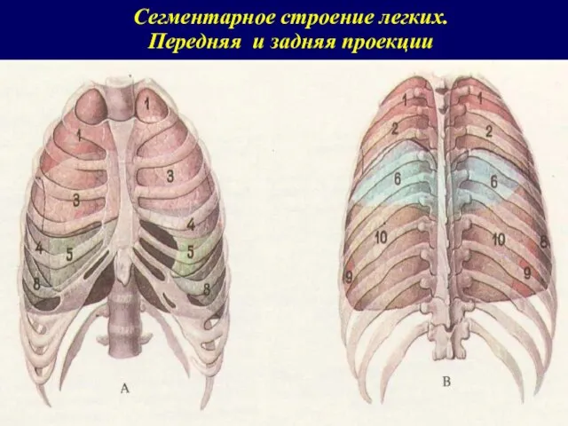 Сегментарное строение легких. Передняя и задняя проекции