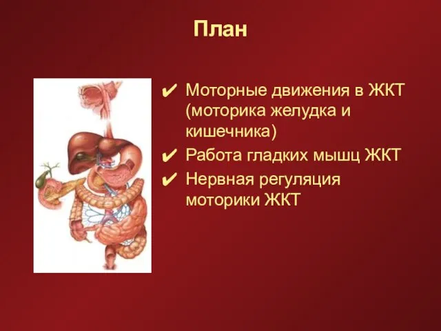 План Моторные движения в ЖКТ(моторика желудка и кишечника) Работа гладких мышц ЖКТ Нервная регуляция моторики ЖКТ