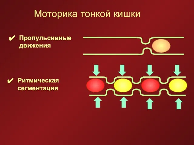 Моторика тонкой кишки Пропульсивные движения Ритмическая сегментация