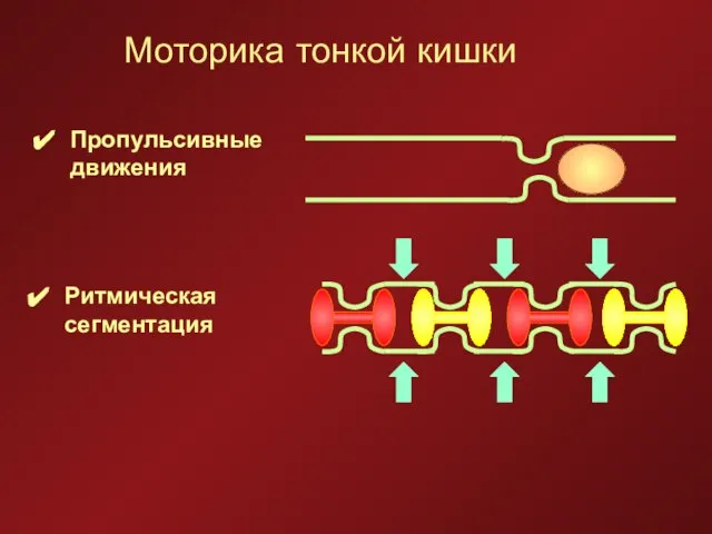 Моторика тонкой кишки Пропульсивные движения Ритмическая сегментация