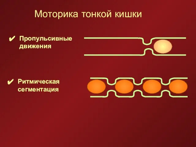 Моторика тонкой кишки Пропульсивные движения Ритмическая сегментация