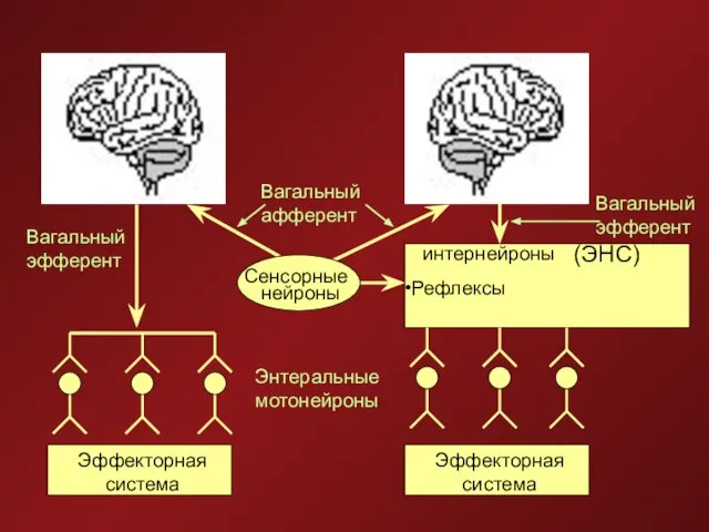 Сенсорные интернейроны нейроны Рефлексы Энтеральные мотонейроны Эффекторная система Эффекторная система Вагальный афферент