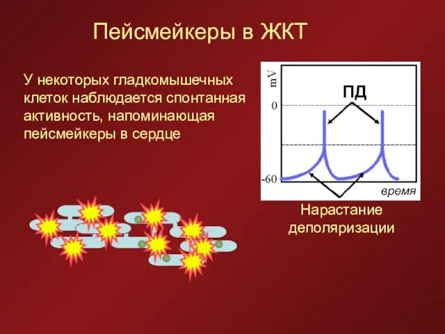 Пейсмейкеры в ЖКТ ПД время Нарастание деполяризации У некоторых гладкомышечных клеток наблюдается