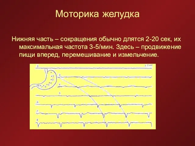 Моторика желудка Нижняя часть – сокращения обычно длятся 2-20 сек, их максимальная