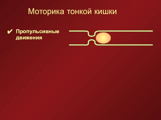 Моторика тонкой кишки Пропульсивные движения