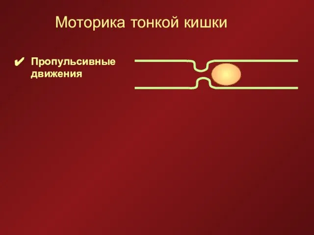 Моторика тонкой кишки Пропульсивные движения