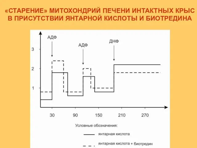 «СТАРЕНИЕ» МИТОХОНДРИЙ ПЕЧЕНИ ИНТАКТНЫХ КРЫС В ПРИСУТСТВИИ ЯНТАРНОЙ КИСЛОТЫ И БИОТРЕДИНА