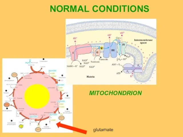 glutamate NORMAL CONDITIONS MITOCHONDRION