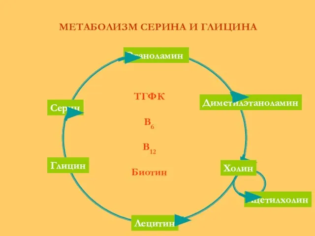 ТГФК В6 В12 Биотин МЕТАБОЛИЗМ СЕРИНА И ГЛИЦИНА Этаноламин Серин Глицин Лецитин Диметилэтаноламин Ацетилхолин Холин