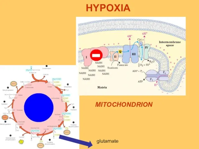 glutamate HYPOXIA MITOCHONDRION