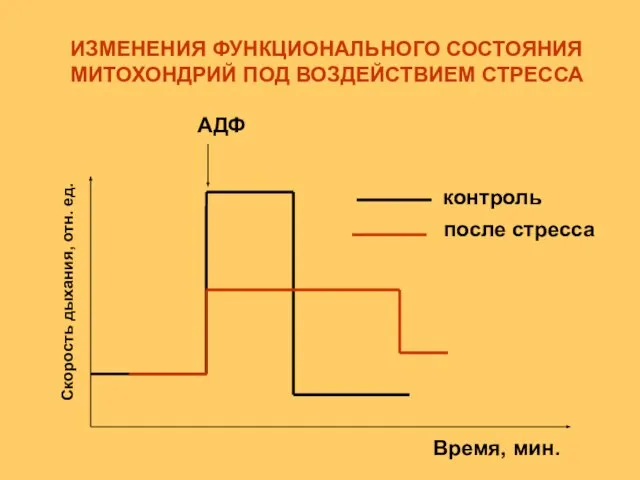 контроль после стресса АДФ Скорость дыхания, отн. ед. Время, мин. ИЗМЕНЕНИЯ ФУНКЦИОНАЛЬНОГО