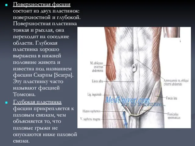Поверхностная фасция состоит из двух пластинок: поверхностной и глубокой. Поверхностная пластинка тонкая