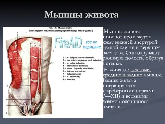 Мышцы живота Мышцы живота занимают промежуток между нижней апертурой грудной клетки и