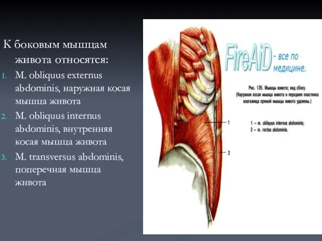 К боковым мышцам живота относятся: М. obliquus externus abdominis, наружная косая мышца