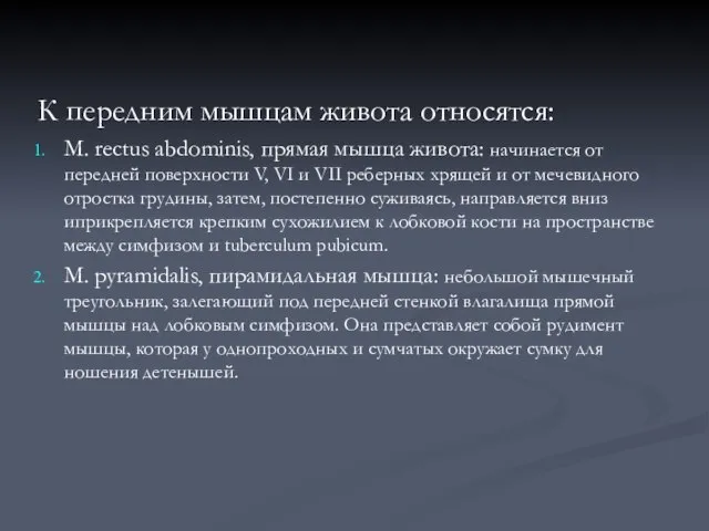 К передним мышцам живота относятся: М. rectus abdominis, прямая мышца живота: начинается