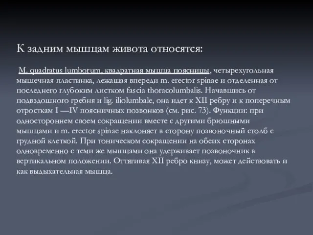 К задним мышцам живота относятся: М. quadratus lumborum, квадратная мышца поясницы, четырехугольная