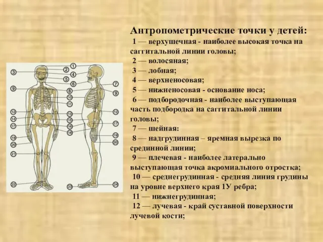 Антропометрические точки у детей: 1 — верхушечная - наиболее высокая точка на