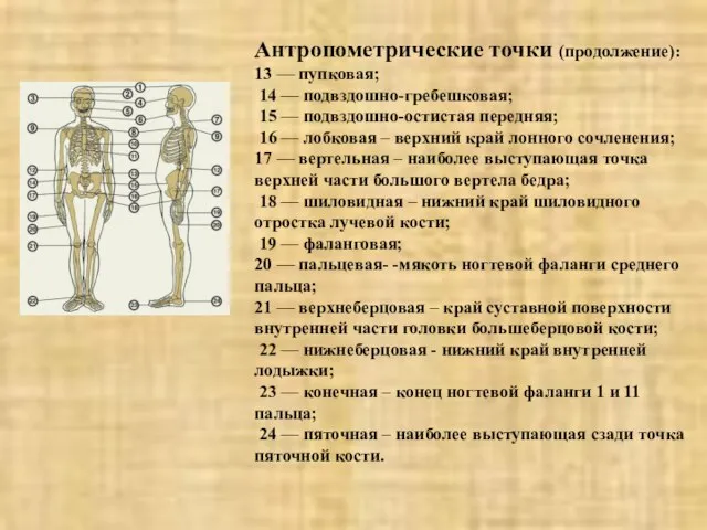 Антропометрические точки (продолжение): 13 — пупковая; 14 — подвздошно-гребешковая; 15 — подвздошно-остистая