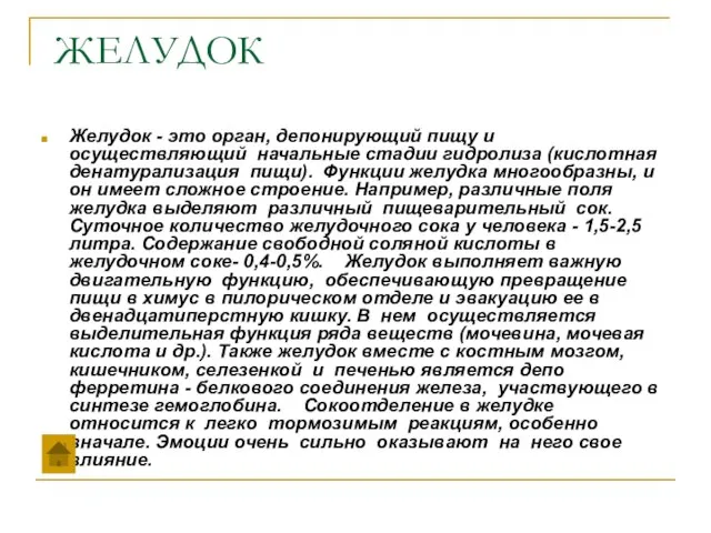 ЖЕЛУДОК Желудок - это орган, депонирующий пищу и осуществляющий начальные стадии гидролиза