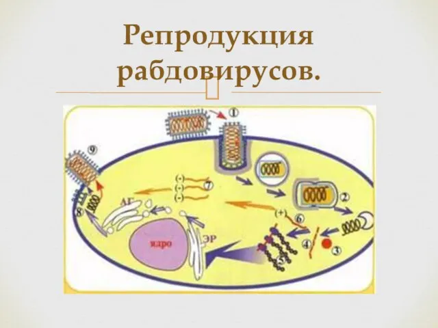 Репродукция рабдовирусов.