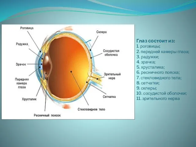 Глаз состоит из: 1. роговицы; 2. передней камеры глаза; 3. радужки; 4.