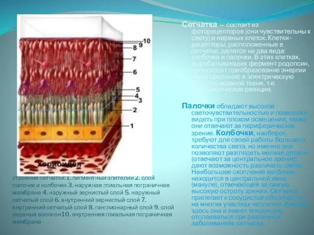строение сетчатки: 1. пигментный эпителий 2. слой палочек и колбочек 3. наружная