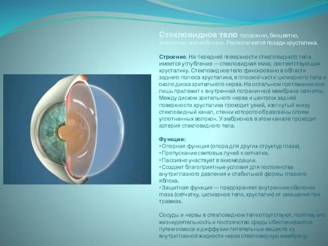 Стекловидное тело прозрачно, бесцветно, эластично, желеобразно. Располагается позади хрусталика. Строение. На передней