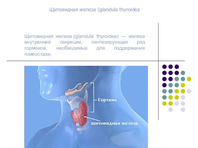 Щитовидная железа (glandula thyroidea) — железа внутренней секреции, синтезирующая ряд гормонов, необходимых